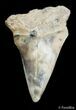 Inch Summerville Fossil Mako Shark Tooth #2836-1